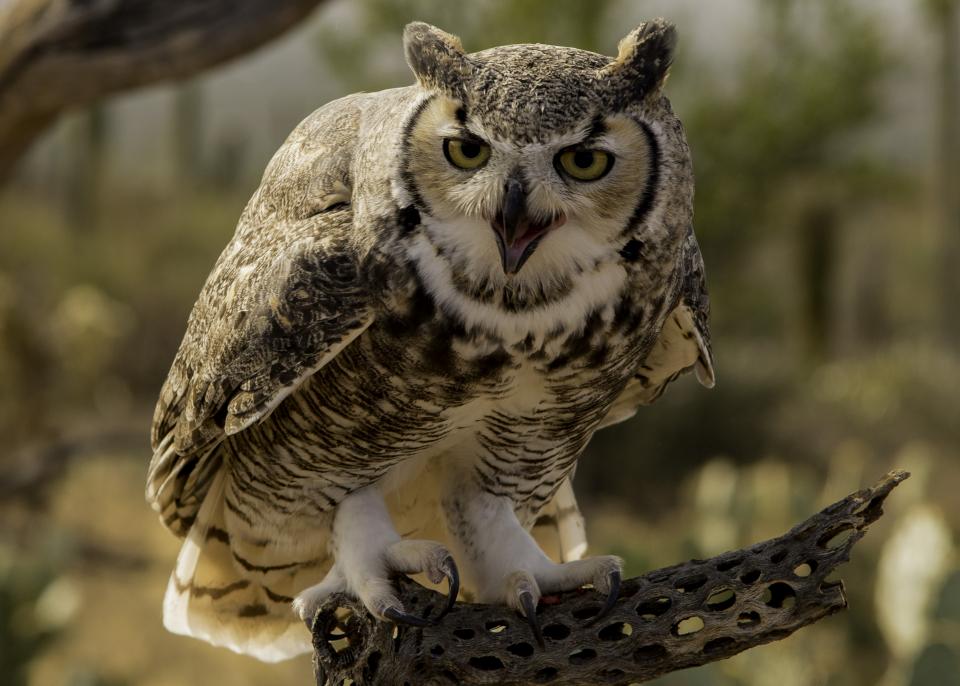 great-horned-owl-shutterbug